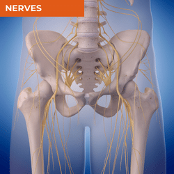 Differential Diagnosis of Anterior Hip Pain_Nerves