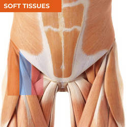 Differential Diagnosis of Anterior Hip Pain_Soft Tissues