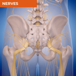 Differential Diagnosis of Hip Pain_Nerves