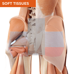 Differential Diagnosis of Hip Pain_Soft Tissues