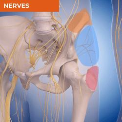 Differential Diagnosis of Lateral Hip Pain_Nerves