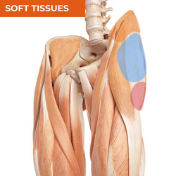 Differential Diagnosis of Lateral Hip Pain_Soft Tissues