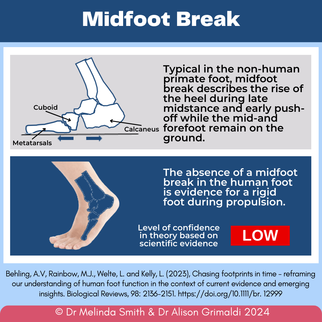 midfoot-break