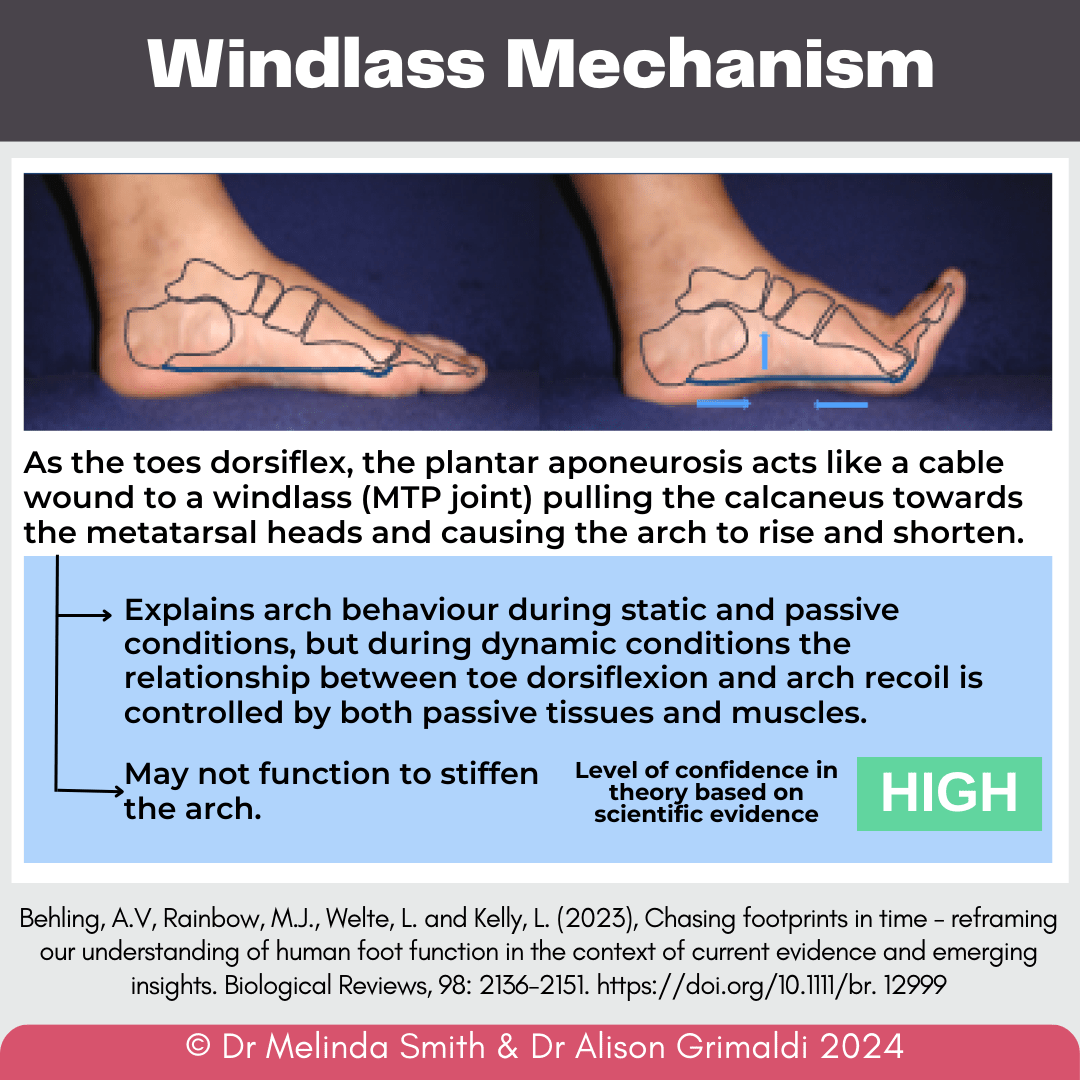 windlass-mechanism