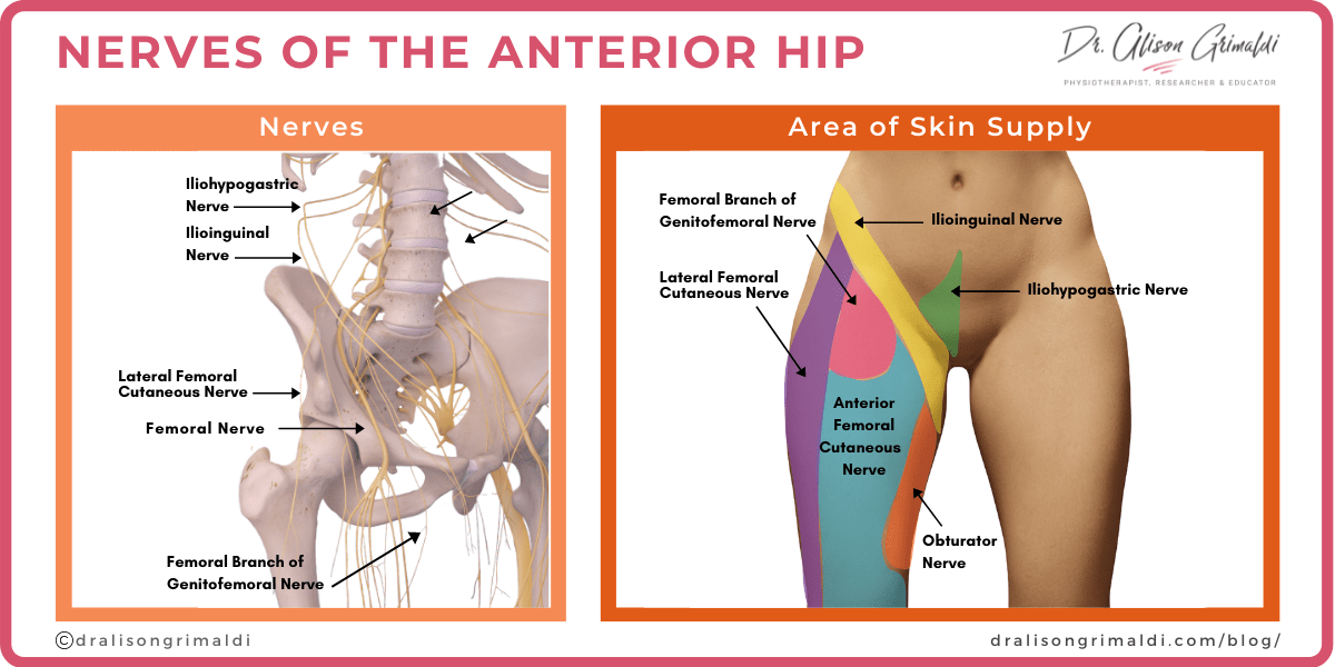 Nerves of the Anterior Hip _Dr Alison Grimaldi_Blog Illustration