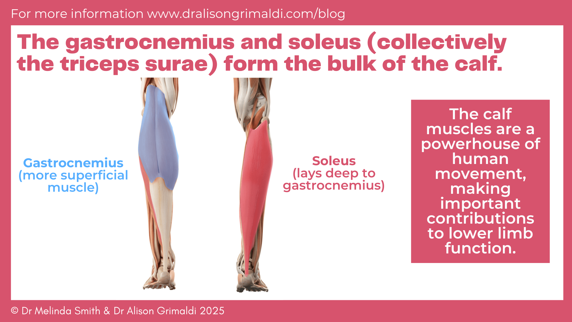 the-gastrocnemius-and-soleus-collectively-the-triceps-surae-form-the-bulk-of-the-calf the-gastrocnemius-and-soleus-collectively-the-triceps-surae-form-the-bulk-of-the-calf