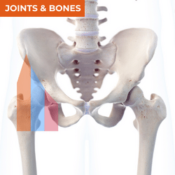 Differential Diagnosis of Anterior Hip Pain_Bones & Joints Differential Diagnosis of Anterior Hip Pain_Bones & Joints