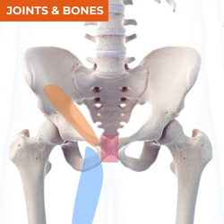 Differential Diagnosis of Groin Pain_Bones & Joints Differential Diagnosis of Groin Pain_Bones & Joints