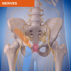 Differential Diagnosis of Groin Pain_Nerves Differential Diagnosis of Groin Pain_Nerves