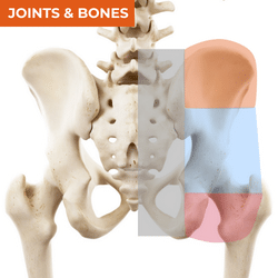 Differential Diagnosis of Hip Pain_Bones & Joints Differential Diagnosis of Hip Pain_Bones & Joints