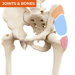 Differential Diagnosis of Lateral Hip Pain_Bones & Joints Differential Diagnosis of Lateral Hip Pain_Bones & Joints