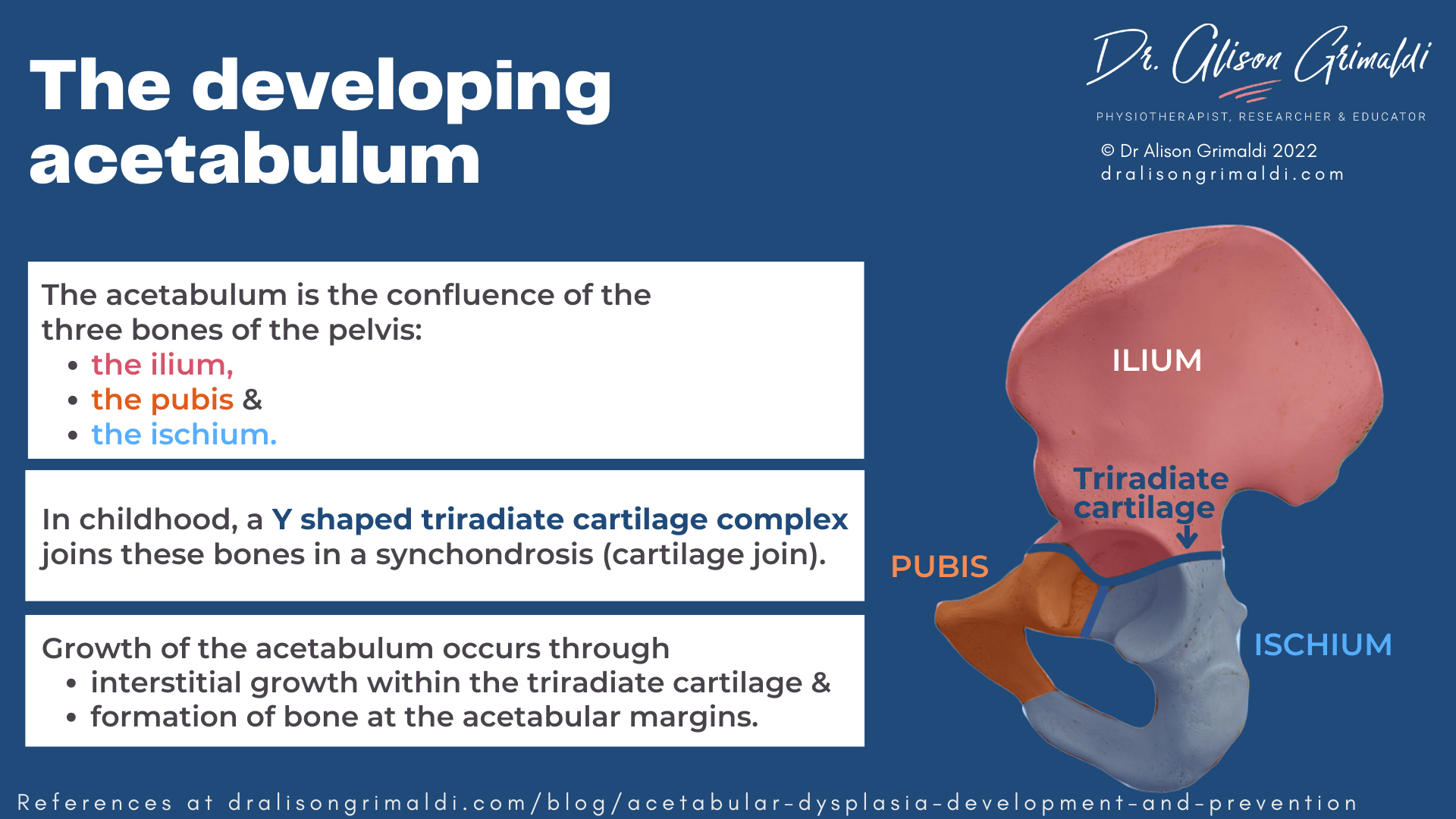 The developing acetabulum The developing acetabulum