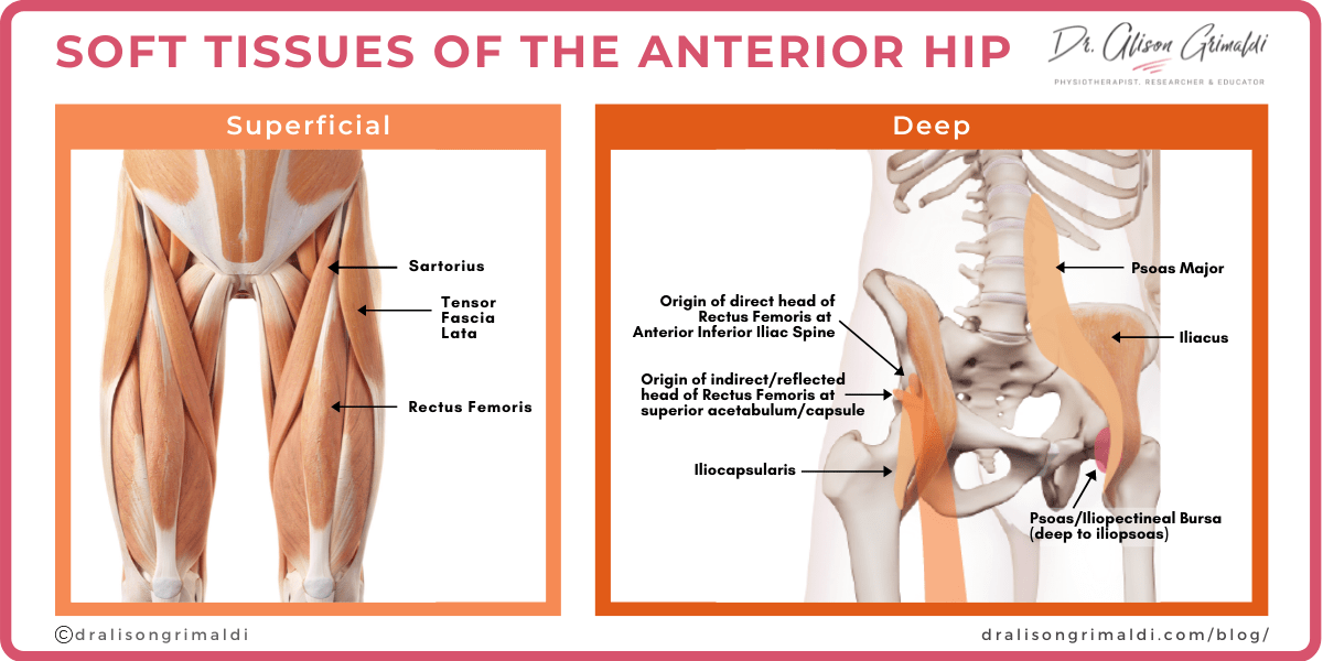 Soft tissue of the anterior hip_graphic Soft tissue of the anterior hip_graphic