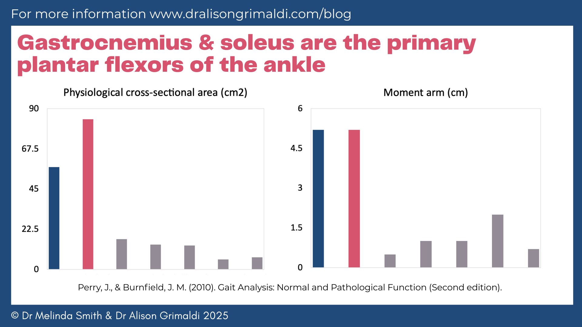 gastrocnemius-and-soleus-are-the-primary-plantar-flexors-of-the-ankle