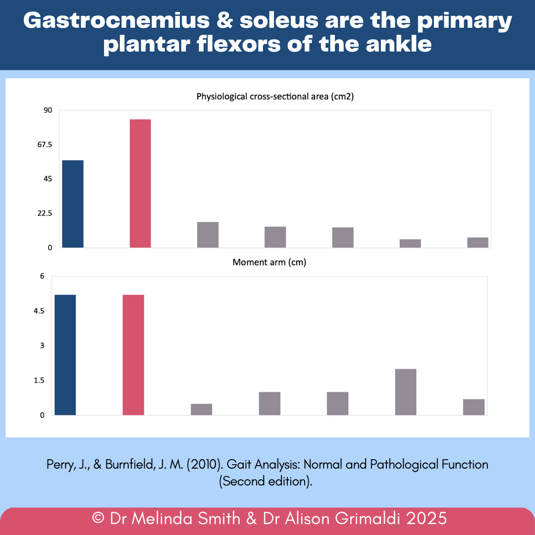 gastrocnemius-and-soleus-are-the-primary-plantar-flexors-of-the-ankle