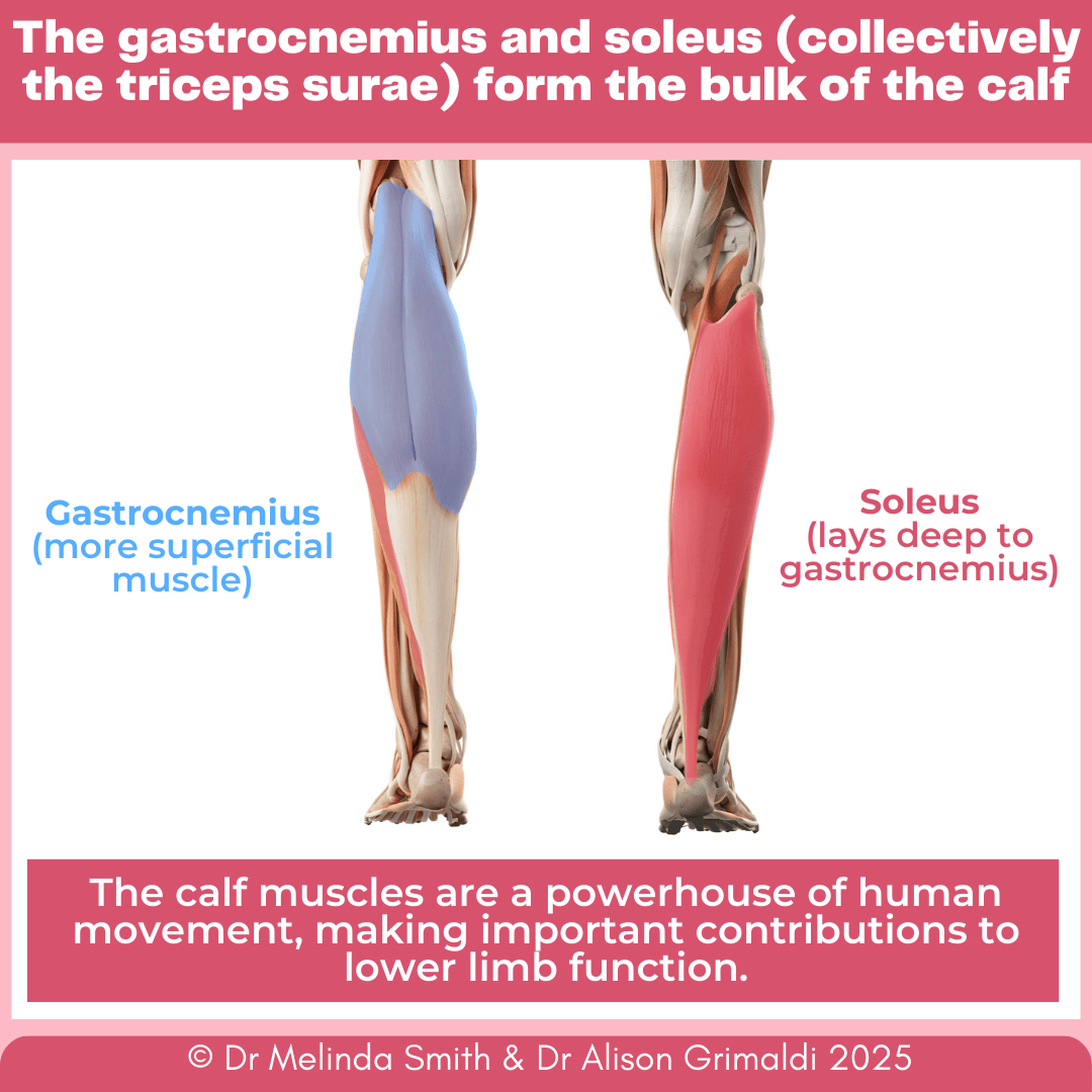 the-gastrocnemius-and-soleus-collectively-the-triceps-surae-form-the-bulk-of-the-calf