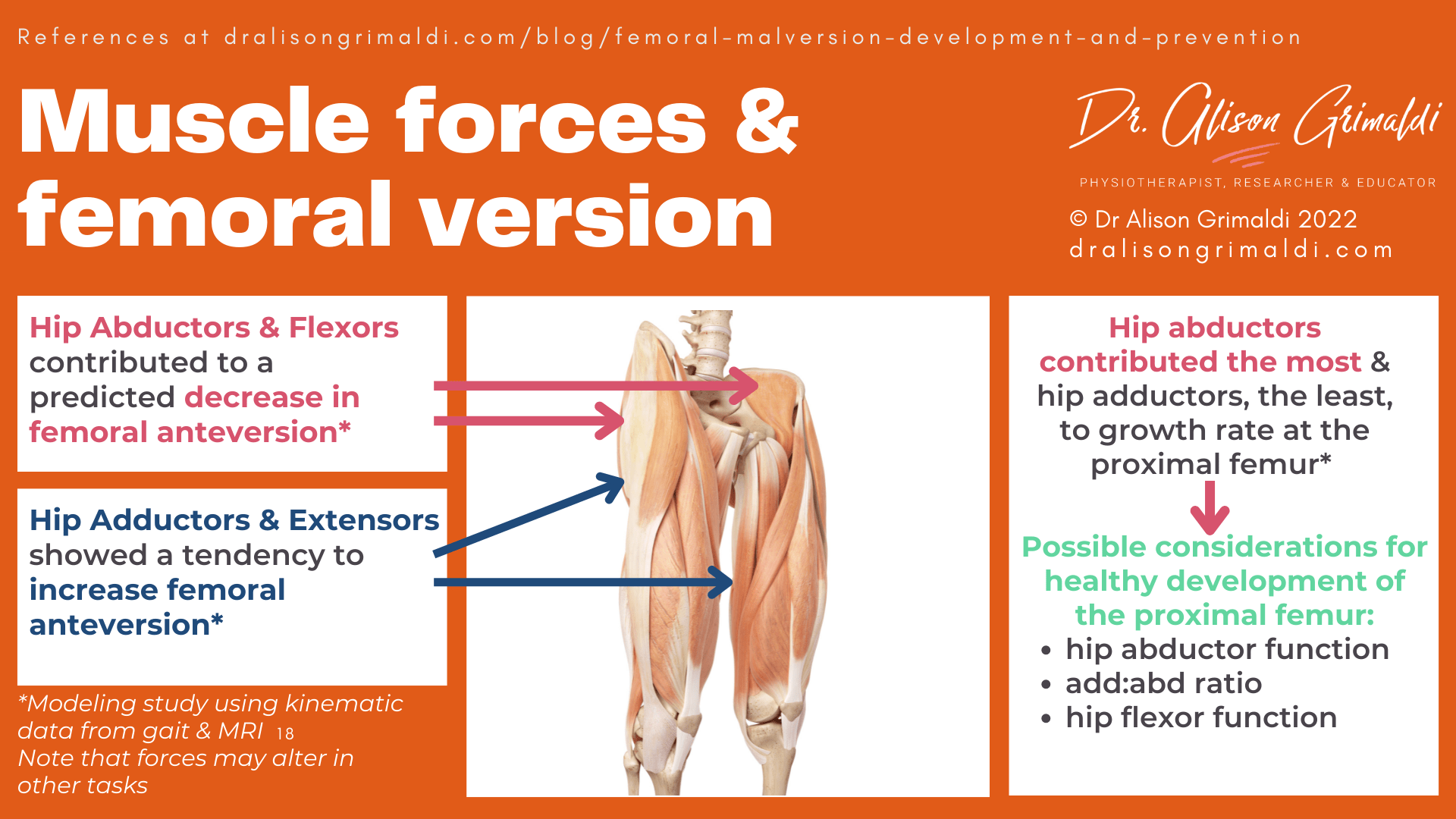 Muscle forces & femoral version Muscle forces & femoral version