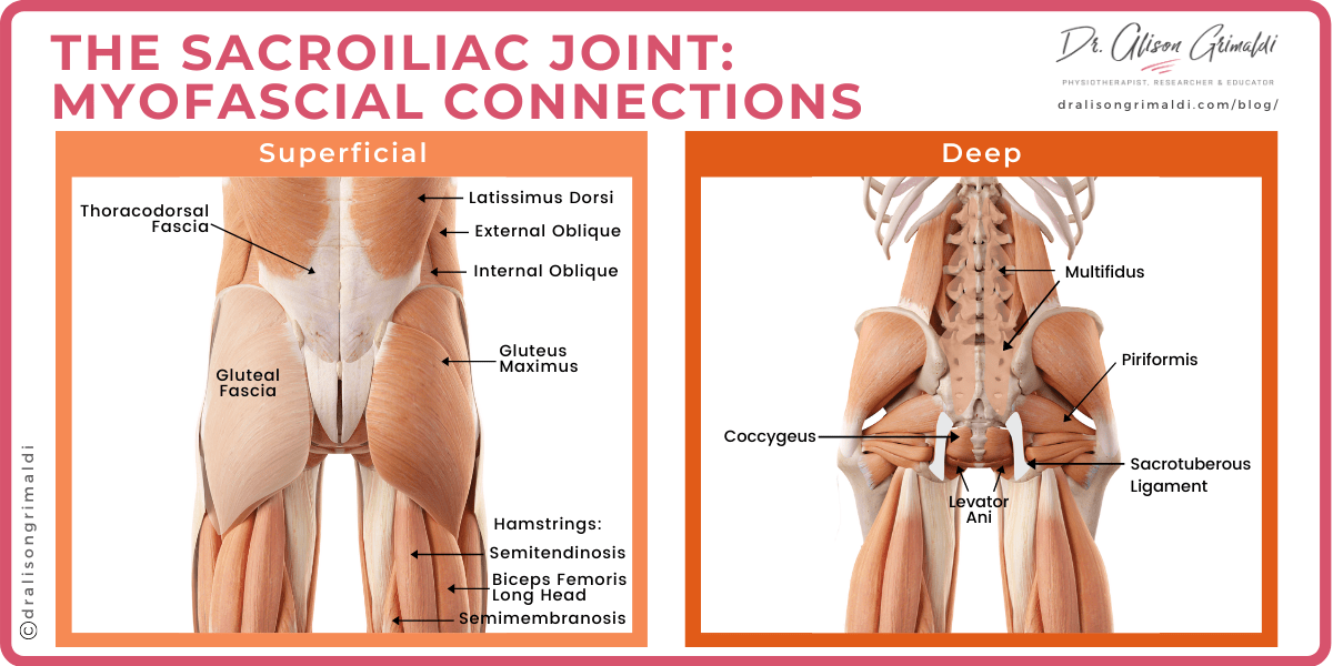 The sacroiliac joint -Myofascial Connections The sacroiliac joint -Myofascial Connections
