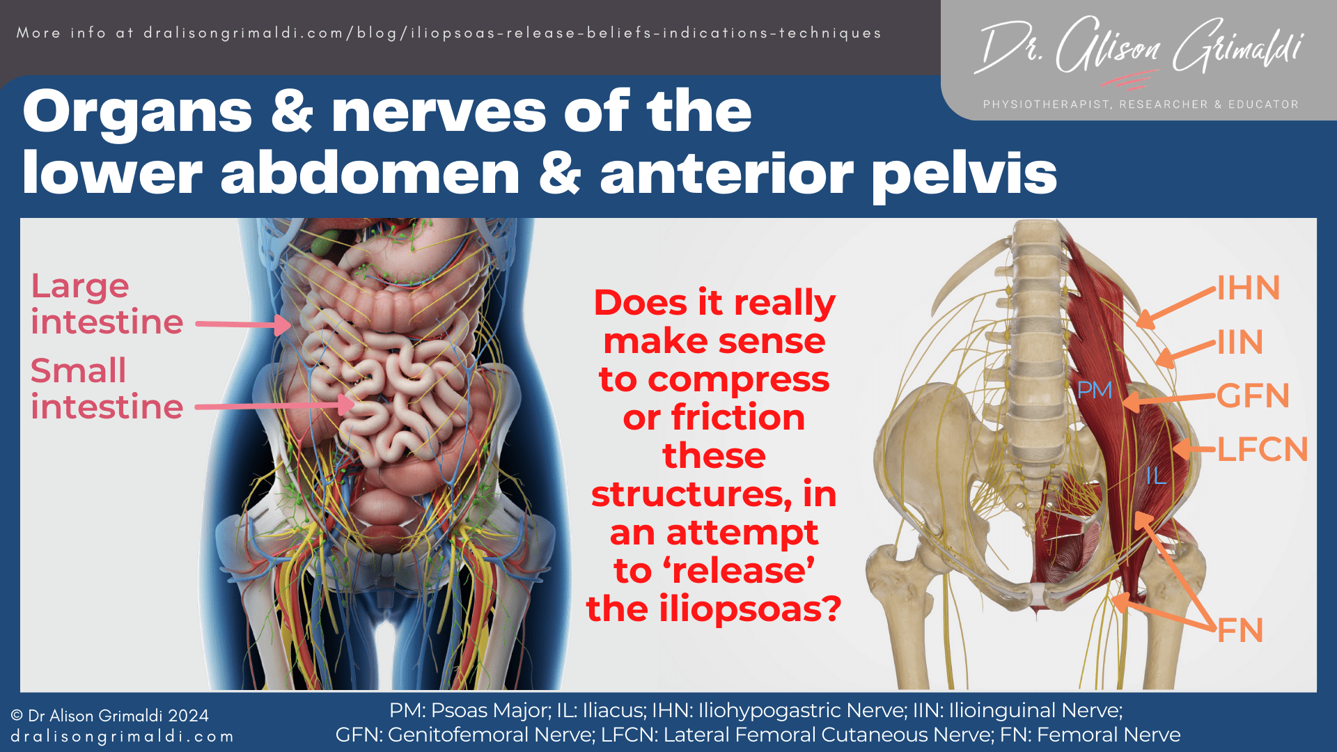 Organs-&-nerves-of-the-lower-abdomen-&-anterior-pelvis Organs-&-nerves-of-the-lower-abdomen-&-anterior-pelvis