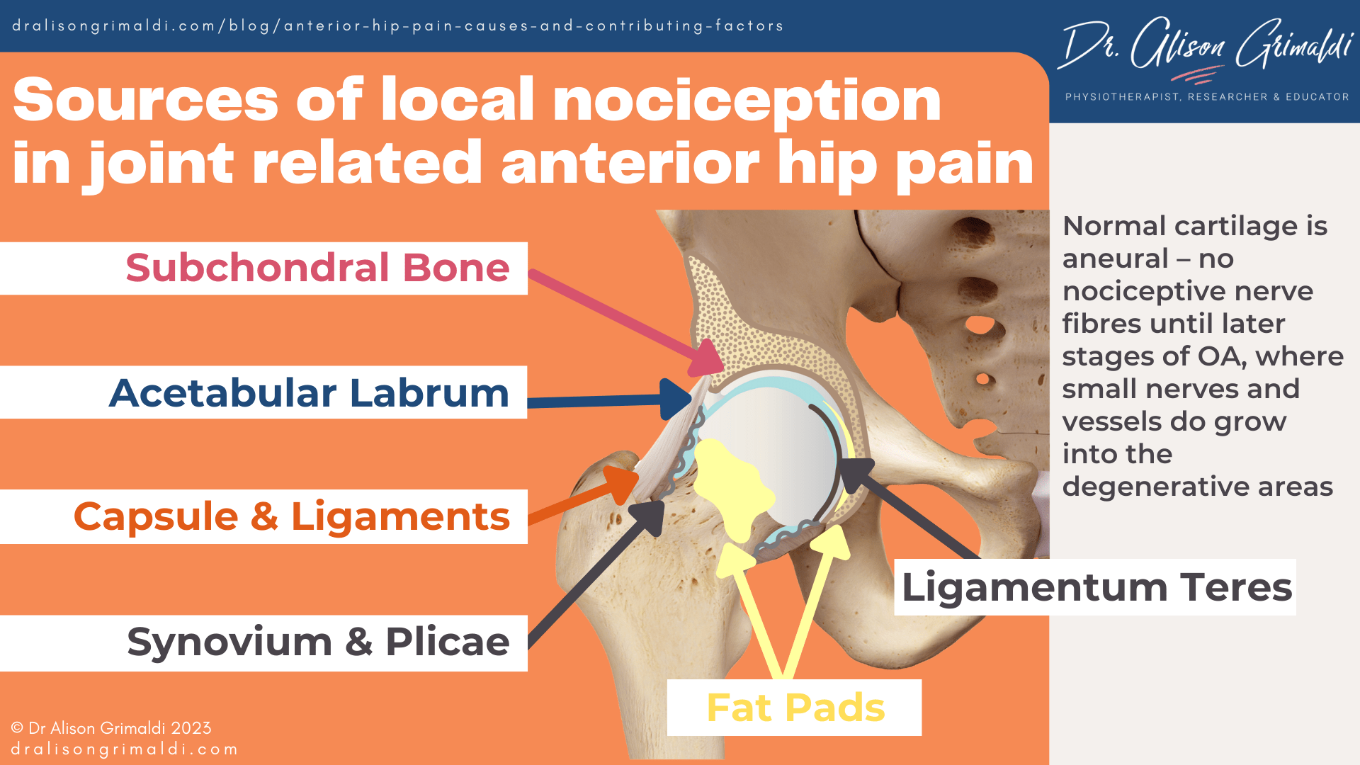 Sources-of-local-nociception-in-joint-related-anterior-hip-pain Sources-of-local-nociception-in-joint-related-anterior-hip-pain