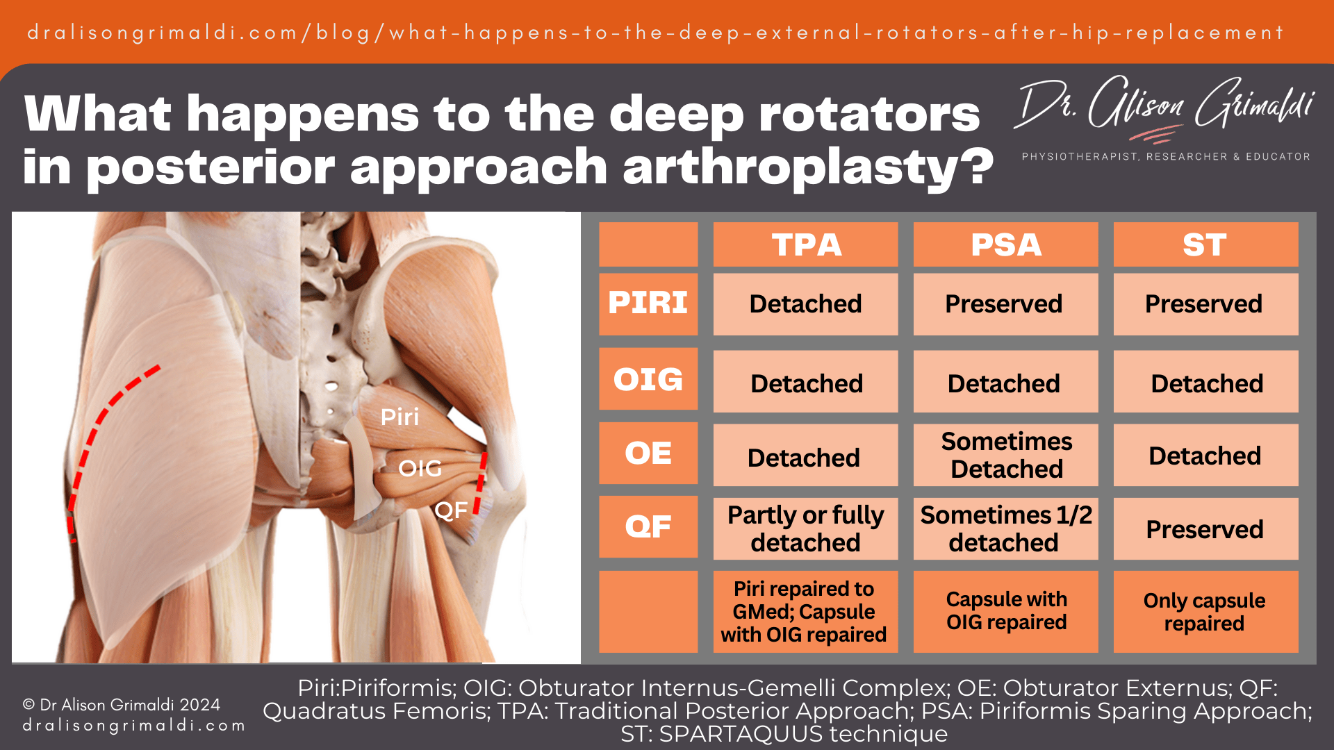 what-happens-to-the-deep-rotators-in-posterior-approach-arthroplasty what-happens-to-the-deep-rotators-in-posterior-approach-arthroplasty