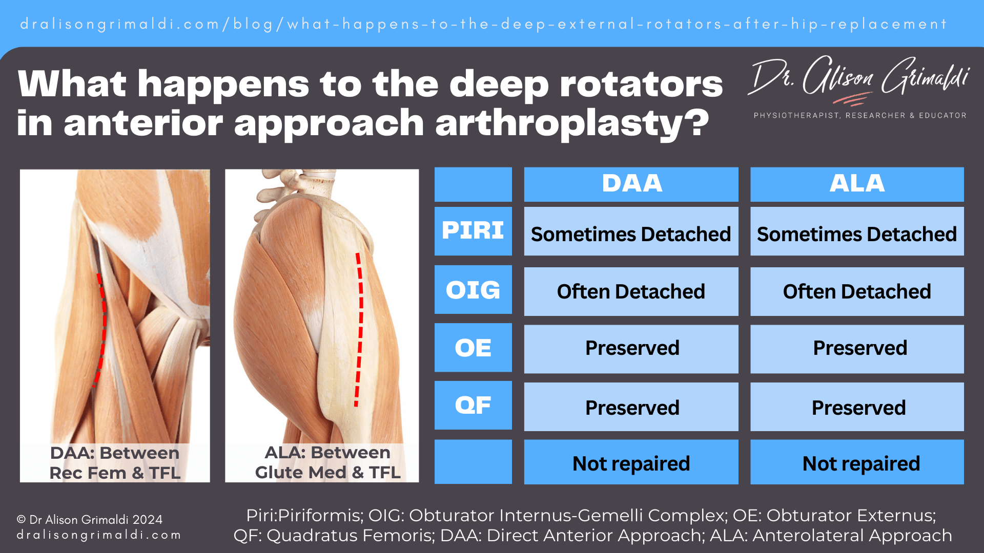 what-happens-to-the-deep-rotators-in-anterior-approach-arthroplasty what-happens-to-the-deep-rotators-in-anterior-approach-arthroplasty