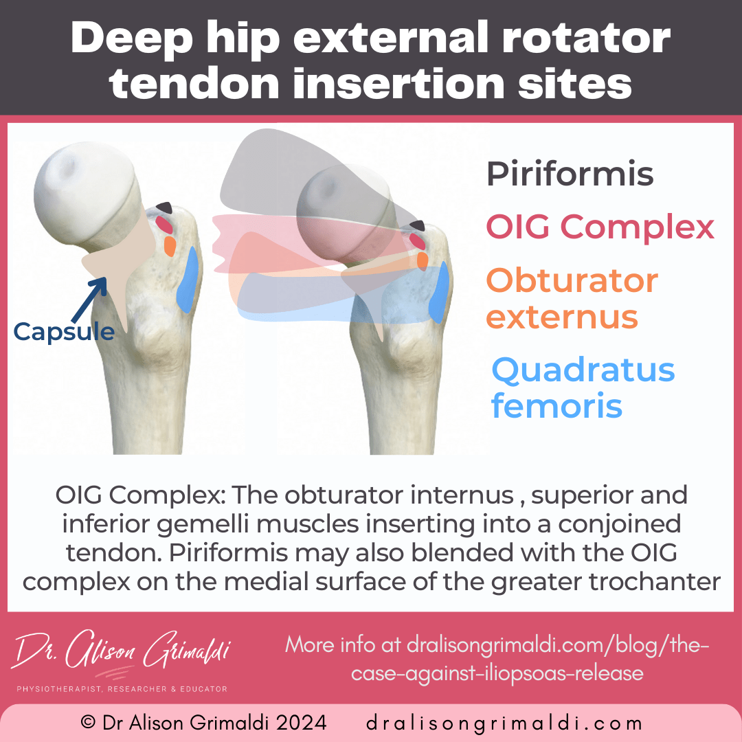 deep-hip-external-rotator-tendon-insertion-sites deep-hip-external-rotator-tendon-insertion-sites