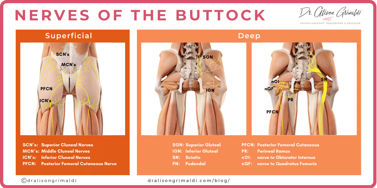 Nerves-of-the-Buttock_dralisongrimaldi_blog Nerves-of-the-Buttock_dralisongrimaldi_blog
