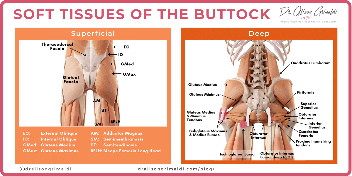 Soft-Tissues-of-the-Buttock_dralisongrimaldi_buttock-pain-blog Soft-Tissues-of-the-Buttock_dralisongrimaldi_buttock-pain-blog