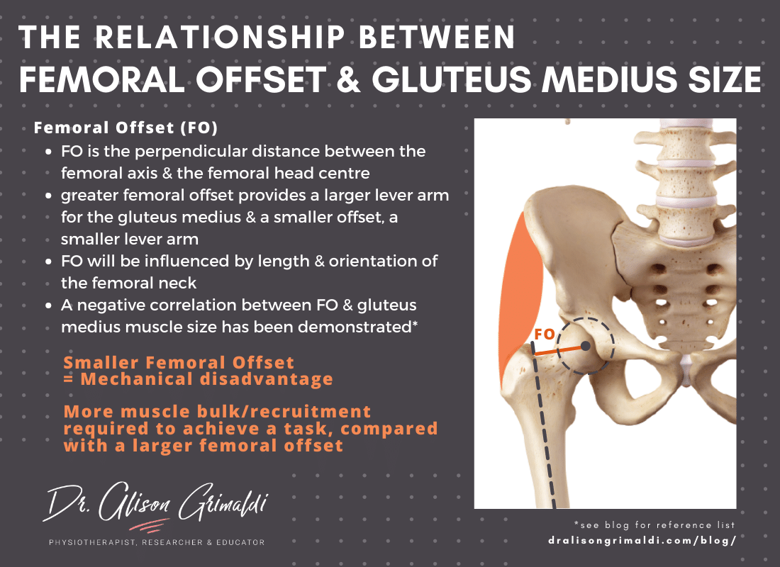 The relationship between femoral offset and gluteus medius size The relationship between femoral offset and gluteus medius size